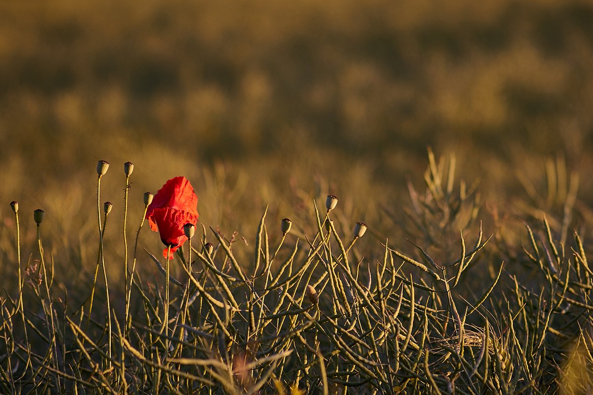 leica telyt 135mm f34 sample image 6