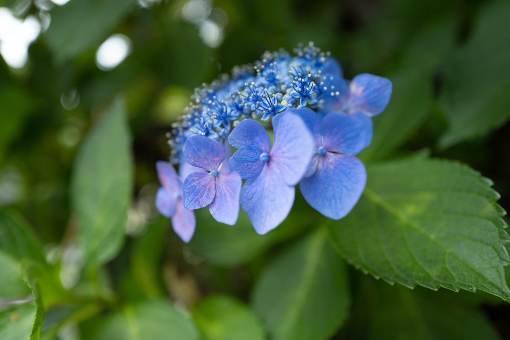 Leica q2 macro photography 1