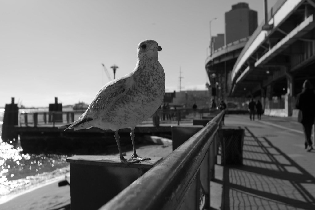 Leica x2 street photography 13